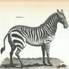 Zebra.