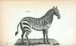 Zebra.