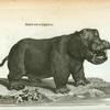 Hippopotamus.