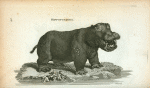 Hippopotamus.