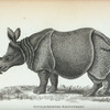 Single-horned Rhinoceros.