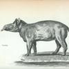 Tapir.