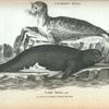 Common Seal, Pied Seal, var.