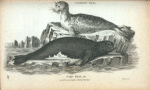 Common Seal, Pied Seal, var.