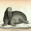 The arctic walrus.