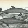 Dolphin; Porpesse.