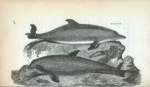 Dolphin; Porpesse.