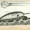 Narwhal; Skull with two teeth (from Leverian Museum).