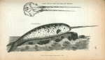 Narwhal; Skull with two teeth (from Leverian Museum).