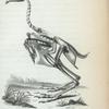 Skeleton of Turkey.