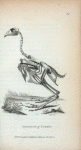 Skeleton of Turkey.