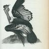 Condor.