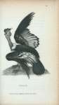 Condor.