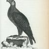 Golden Eagle.