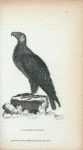 Golden Eagle.