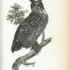 Great horned owl.