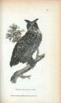 Great horned owl.