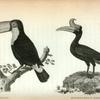 Toco; Rhinoceros Bird.