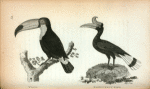 Toco; Rhinoceros Bird.