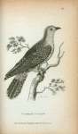 Common Cuckow.