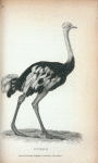 Ostrich.