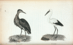 Bittern; Stork.