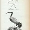 Outline of an Ibis from an Egyptian Obelisk;  Egyptian Ibis.