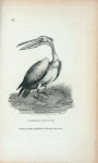 Common Pelican.