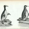 Great Awk; Patagonian Penguin.