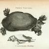 Fierce Tortoise; T. rostrata (Thunberg)