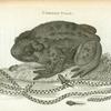 Common Toad.