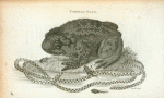 Common Toad.