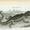 Common Crocodile.
