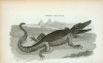 Common Crocodile.
