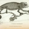 Common  Chamoeleon.