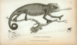 Common  Chamoeleon.