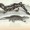 Salamander; Great Water-Newt.