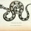 Constrictor Boa.