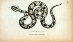 Constrictor Boa.