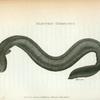 Electric Gymnotus.