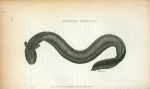 Electric Gymnotus.