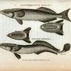 Mediterranean Remora; Indian Remora.