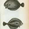 Turbot; Flounder.
