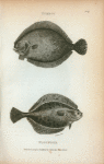Turbot; Flounder.