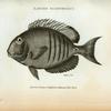 Lancet Acanthurus.