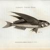 Oceanic Flying Fish.