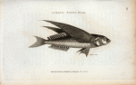 Oceanic Flying Fish.