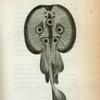 Torpedo Ray.
