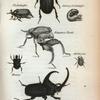 Didymus; Cockchaffer;  Larva of Cockchaffer; Kangaroo Beetle; Momus; Mobilicornis; Enema.
