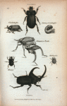 Didymus; Cockchaffer;  Larva of Cockchaffer; Kangaroo Beetle; Momus; Mobilicornis; Enema.